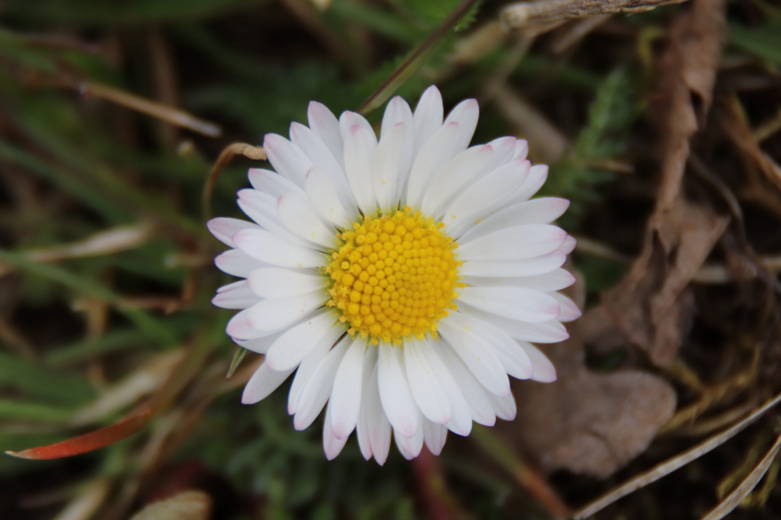 Macro